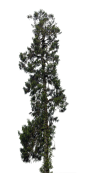 Conifer Trees (24)