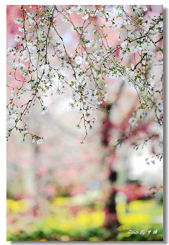 樱花红陌上，杨柳绿池边