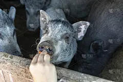 农夫在农场的谷仓里用胡萝卜喂猪。猪圈里有脏猪。农村
