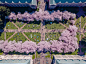 赏樱成为一个全球现象---华盛顿大学樱花季