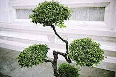 绿色盆景风格的绿化植物城市人行道