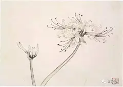 名家经典：《百花工笔画集》百幅