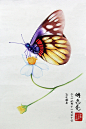蝶恋花——圆珠笔画于2014年11月30日（耗时10-15小时）
