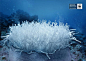WWF世界自然基金会系列广告（五）海洋保护运动