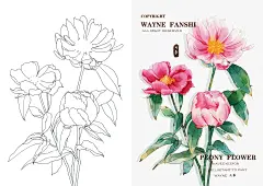 芍药花_3_Wayne凡事_来自小红书网页版