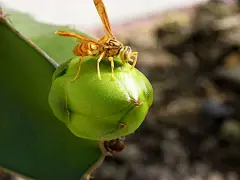 【吐吐曾用名，晒晒青葱照，让你猜猜我是谁】
【虬龙高跃欲量天】
我是霸气侧露的量天尺。我用过19个名字：
霸王花、假昙花、风雨花、番花、剑花、七星剑花；
霸王鞭、蛇鞭柱、三角柱、三角火旺、三棱剑；
仙蜜果、玉龙果、龙珠果、红龙果、麒麟果，我清甜如蜜，大家耳熟能详，其实我是____________
