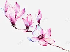 手绘紫色玉兰花装饰高清素材 植物插画 海报设计 紫色玉兰花 花草包装礼盒 花草插画 花草装饰 元素 免抠png 设计图片 免费下载
