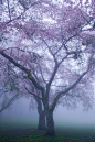 樱花，紫树和温哥华不列颠哥伦比亚省