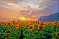  落日，向日葵。圣朱利亚诺温泉，托斯卡纳，意大利
