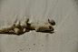 纯白的沙滩。。。纯白的寄居蟹。。。。。。还有他们的画展。。。只要你静心都能感受到。。。还有欧洲人的那份安逸。。。浪漫。。。开
放。。。,悟空唐僧