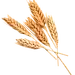 小麦