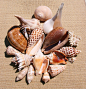 Shells from Florida's Gulf of Mexico | Science and nature