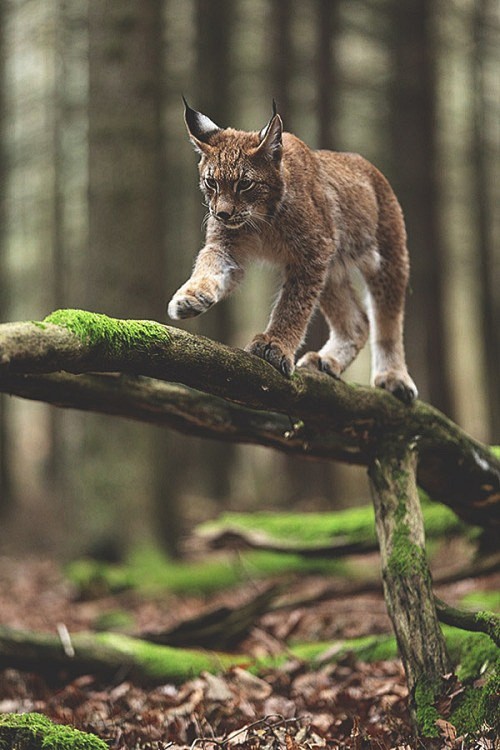 ikwt:Lynx (Jiří Mích...