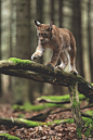 ikwt:Lynx (Jiří Míchal) | ikwt #野生动物#
