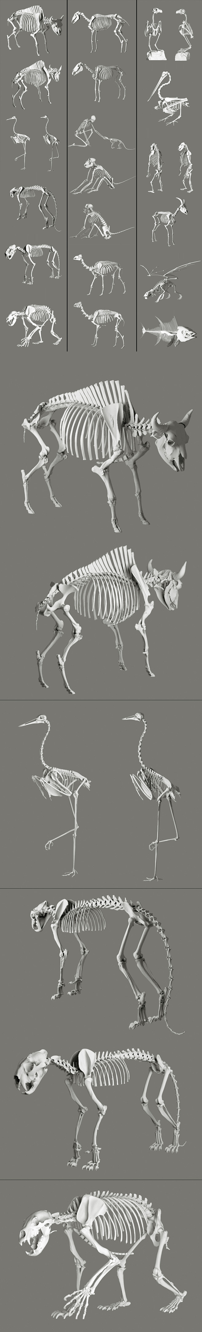 动物骨架3d模型