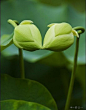 #摄影#   #鲜花#  #荷花# 