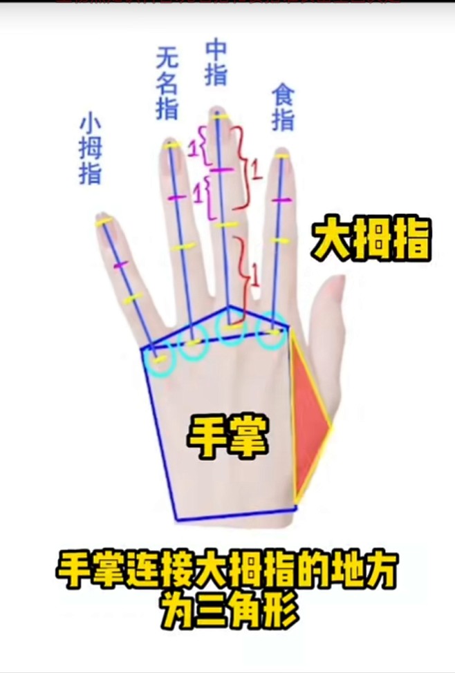 手部结构画法