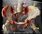 严重受伤的骨盆的 X 光照片复原成医学插画  | Kaitlin Lindsay #动画# #灵感的诞生# ​#3D# #设计# #科学插画# #医学科普# #论文医学插画欣赏# #怎样成为医学插画师# #怎样成为医学动画师# #医学插画# #医学美图# #每日一画# ​ ​​​​