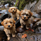 AI绘画_Prompts_Thrax_wet_rocks_and_puppies_ac77e737-3c3e-4efa-a950-b4d842790530_xpanx.com