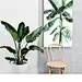 南十字星 现代简约清新植物装饰画 北欧客厅玄关挂画竖版 夏至-tmall.com天猫
