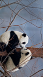 今日国际接吻节】两只大熊猫宝宝，中国 (© Mitsuaki Iwago/Minden Pictures)
今天是国际接吻节，在这个听起来就很虐狗的节日里，我们开心的吃着满世界的狗粮。人们用亲吻来表达那些炽热而浓烈的爱意，就连熊猫宝宝也不例外，你瞧，这两只顽皮的熊猫宝宝在树杈上亲吻，彼此的眼睛里都是浓浓的爱！如果此刻你有爱的人，那么快去给他一个意味深长的吻吧！
2018-07-06
南美洲