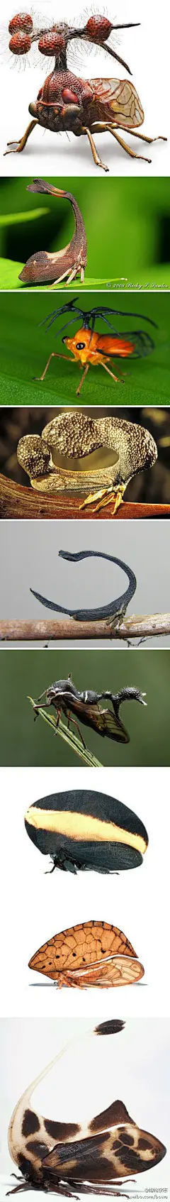 角蝉
是一类小型的昆虫, 后背上有各种各样的刺突,有的模拟树刺, 有的模拟枯叶~~有些刺突甚至还能从根部断裂, 这样, 在天敌叼住刺突时, 角蝉就能顺利逃跑了. 但是,这么精致的装饰品丢了好可惜呀有木有!