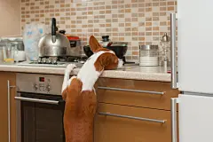 点击来源直接获取大图文件 |饥饿的巴仙吉犬试图够到饼干