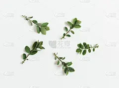 绿叶平铺在白色的背景上。模型复制空间，俯视图。时尚简约主义。树叶的图案。