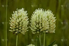 白色,野生植物,三叶草,荷兰,山,白三叶草,水平画幅,无人,夏天,草