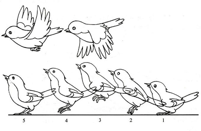 02:14:13鸟类动物的运动规律动画参考芙甜同采自www