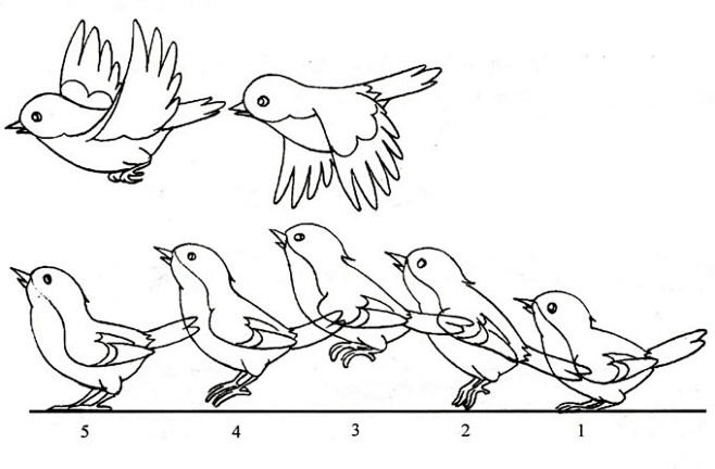 鸟类运动规律图片