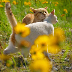 友人枫采集到猫猫