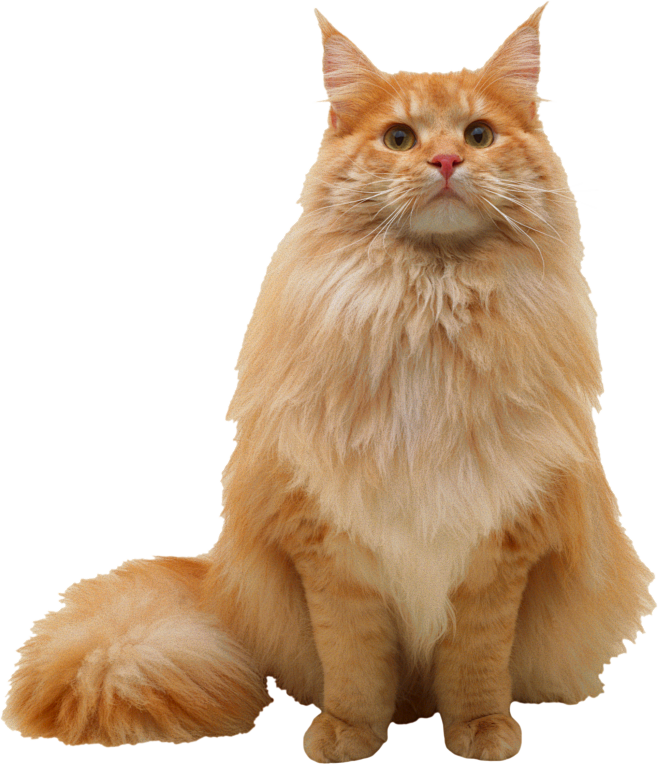猫PNG图片png免抠素材透明图素材 猫...
