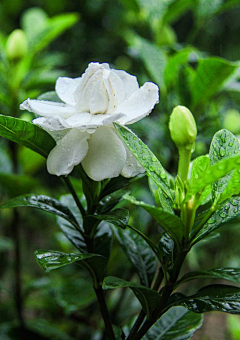 //暮色苍茫看劲松采集到荷花