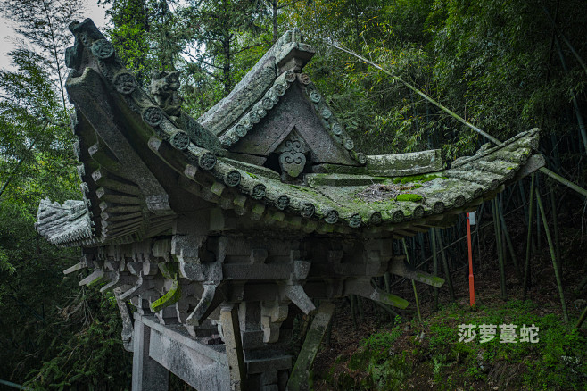 莎萝蔓蛇的照片 - 微相册