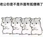 仓鼠表情包老公_360图片