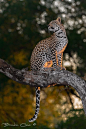 Leopard by Brendon Cremer