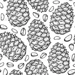 松仁无缝图案。松子手绘草图。坚果矢量插图。有机健康食品。非常适合包装设计。雕刻风格。黑白两色。