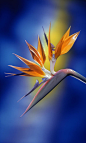 ~~Bird Of Paradise by Kirk Ellison~~ | Flowers ������ Breathtaking