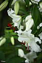 全部尺寸 | white lily | Flickr - 相片分享！