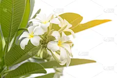 网线插头,自然,留白,芳香的,水平画幅,绿色,巴厘岛,无人,香水,赤素馨花