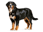bd18bl-bernese-mountain-dog-adult-standing