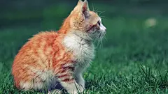 高清小萌猫桌面壁纸  #优质# #动物# #高清#