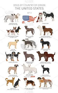 狗,非都市风光,起源,可爱的,纯种犬,牧羊犬,图表,动物,猎犬,小狗