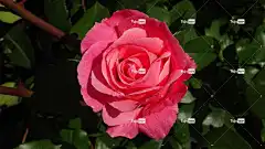 玫瑰 花 红玫瑰 爱 花壁纸 花瓣 美丽的花朵 自然 玫瑰花
