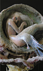 Mermaid 
