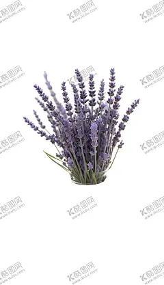 薰衣草小草植物盆栽小花 【酷图网】薰衣草,紫色花朵,手机壁纸,电脑壁纸,花卉紫色,紫色,花海,小清新,文艺,装饰画,高清,植物,风景,花朵,唯美,氛围,明亮,晴朗,蓝天白云,晴空万里