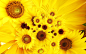 欧美高清晰植物摄影欣赏-花-景色-向日葵---酷图编号924873