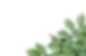 树叶---4