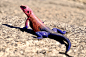 purple and red lizard on ground photo – Free Image on Unsplash